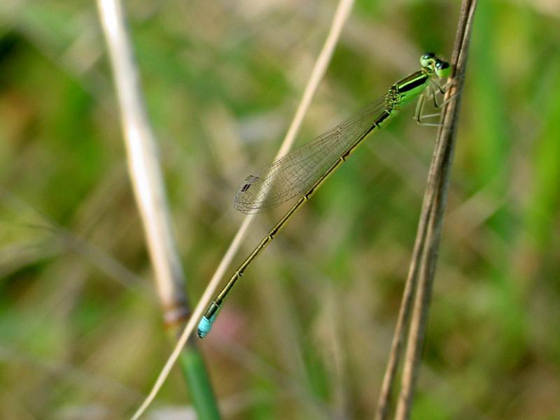 이름모를 실잠자리 --> 아시아실잠자리 수컷 Ischnura asiatica (Asiatic Bluetail Damselfly); DISPLAY FULL IMAGE.