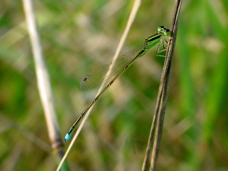 이름모를 실잠자리 --> 아시아실잠자리 수컷 Ischnura asiatica (Asiatic Bluetail Damselfly); DISPLAY FULL IMAGE.