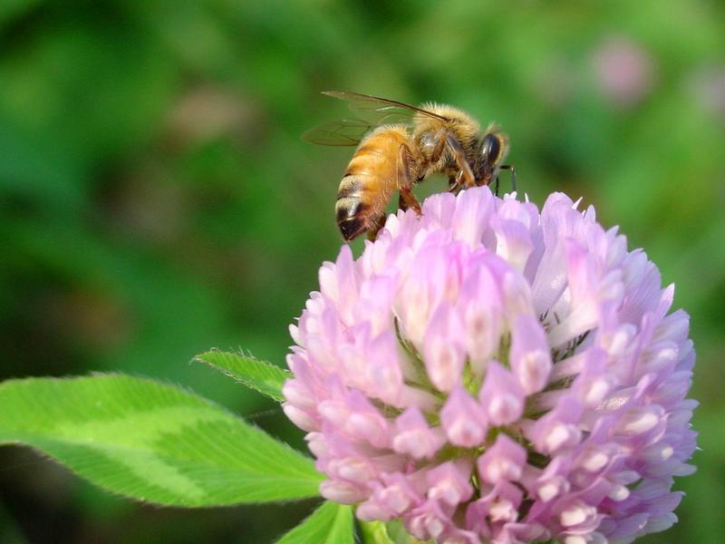 양봉 꿀벌 (Apis mellifera) -- honeybee; DISPLAY FULL IMAGE.