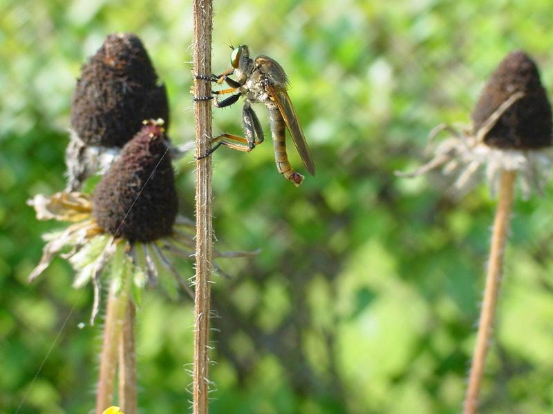왕파리매(Cophinopoda chinensis) - Chinese King Robber Fly; DISPLAY FULL IMAGE.