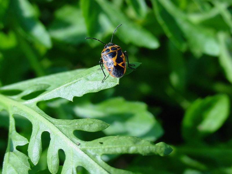 홍비단노린재 - Eurydema dlminulus (Scopoli); DISPLAY FULL IMAGE.