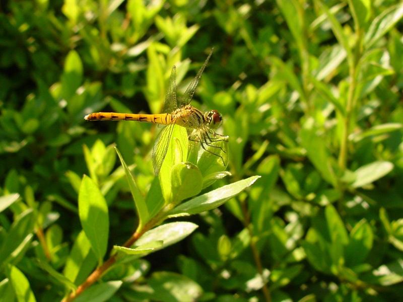 흰얼굴좀잠자리 - Sympetrum kunckeli (Selys, 1884); DISPLAY FULL IMAGE.