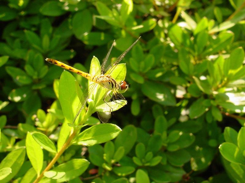 흰얼굴좀잠자리 - Sympetrum kunckeli (Selys, 1884); DISPLAY FULL IMAGE.