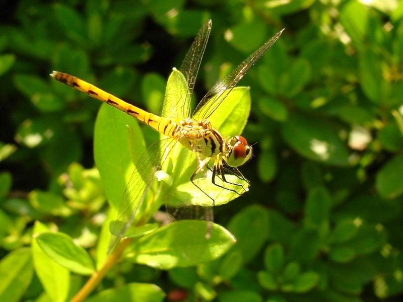 흰얼굴좀잠자리 - Sympetrum kunckeli (Selys, 1884); DISPLAY FULL IMAGE.