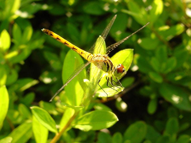 흰얼굴좀잠자리 - Sympetrum kunckeli (Selys, 1884); DISPLAY FULL IMAGE.