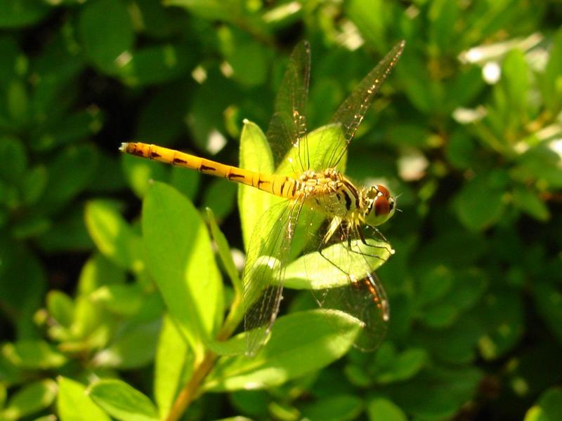 흰얼굴좀잠자리 - Sympetrum kunckeli (Selys, 1884); DISPLAY FULL IMAGE.