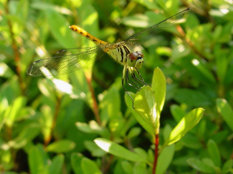 흰얼굴좀잠자리 - Sympetrum kunckeli (Selys, 1884); DISPLAY FULL IMAGE.