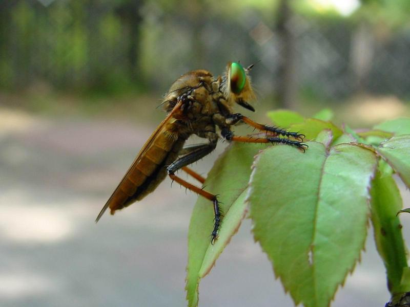 [일산 강선아파트] 왕파리매(Cophinopoda chinensis) - Chinese King Robber Fly; DISPLAY FULL IMAGE.