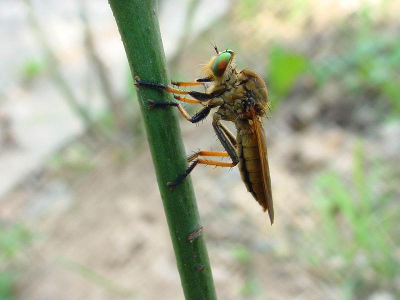 [일산 강선아파트] 왕파리매(Cophinopoda chinensis) - Chinese King Robber Fly; DISPLAY FULL IMAGE.