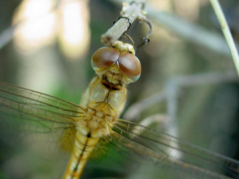 [일산 강선아파트] 잠자리... 무슨 잠자리일까요? --> 된장잠자리 Pantala flavescens (Wandering Glider); DISPLAY FULL IMAGE.