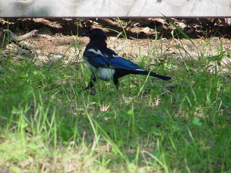 까치 (Pica pica) - Black-billed Magpie; DISPLAY FULL IMAGE.