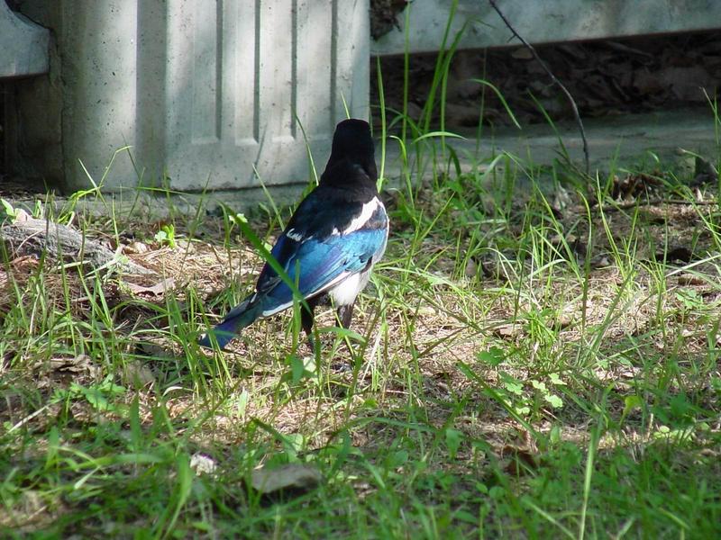 까치 (Pica pica) - Black-billed Magpie; DISPLAY FULL IMAGE.