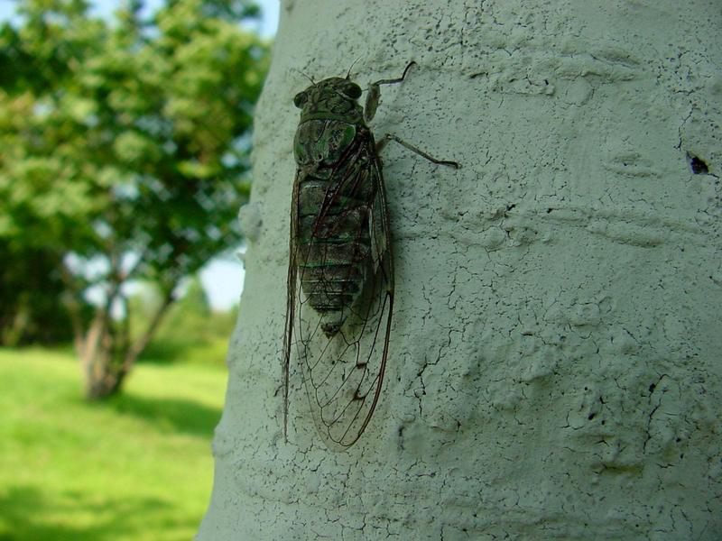 애매미 (Meimuna opalifera) 수컷; DISPLAY FULL IMAGE.