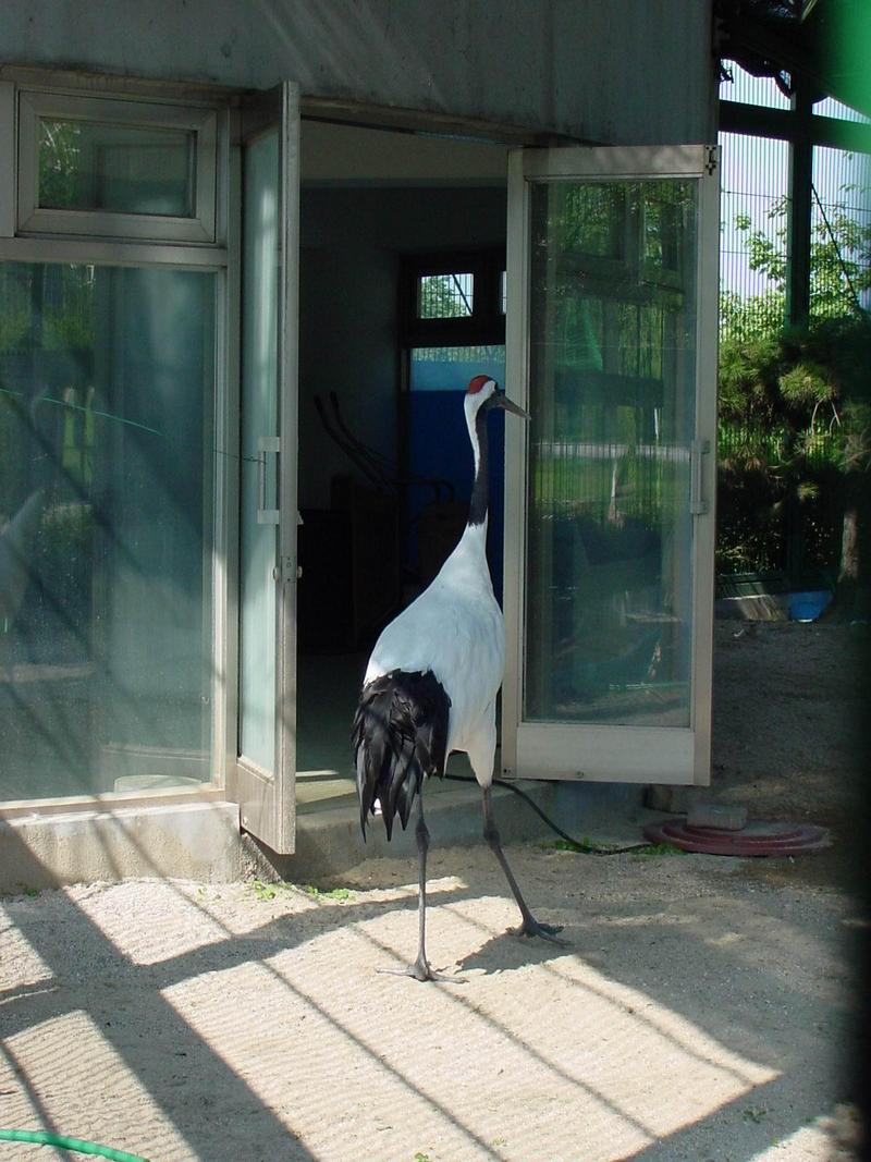 두루미 (Grus japonensis) - Red-crowned Crane; DISPLAY FULL IMAGE.