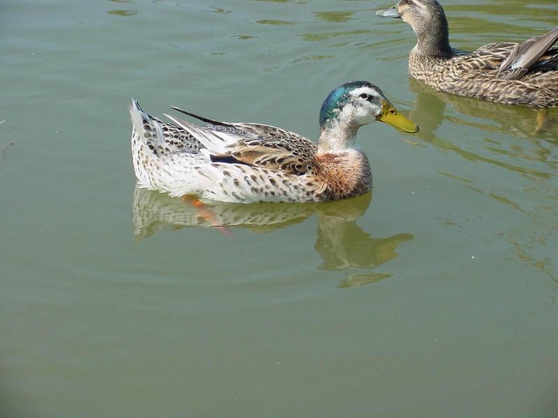 청둥오리 - Anas platyrhynchos (Linnaeus, 1758) - Mallard Duck; DISPLAY FULL IMAGE.