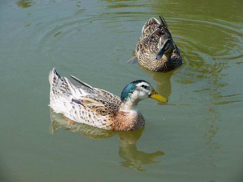 청둥오리 - Anas platyrhynchos (Linnaeus, 1758) - Mallard Duck; DISPLAY FULL IMAGE.