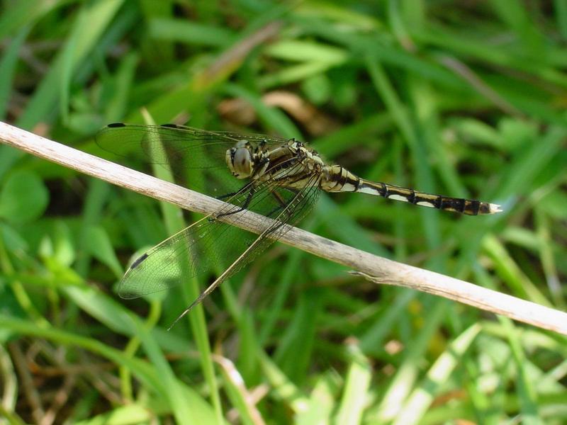 잠자리 - 밀잠자리(Orthetrum albistylum speciosum Uhler) 암컷; DISPLAY FULL IMAGE.