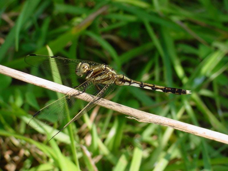 잠자리 - 밀잠자리(Orthetrum albistylum speciosum Uhler) 암컷; DISPLAY FULL IMAGE.