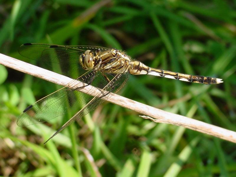 잠자리 - 밀잠자리(Orthetrum albistylum speciosum Uhler) 암컷; DISPLAY FULL IMAGE.