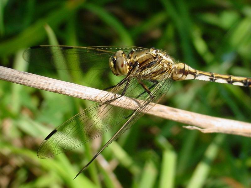 잠자리 - 밀잠자리(Orthetrum albistylum speciosum Uhler) 암컷; DISPLAY FULL IMAGE.