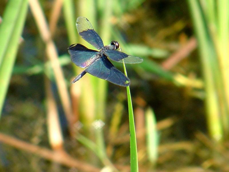 나비잠자리 - Rhyothemis fuliginosa (Selys, 1883); DISPLAY FULL IMAGE.