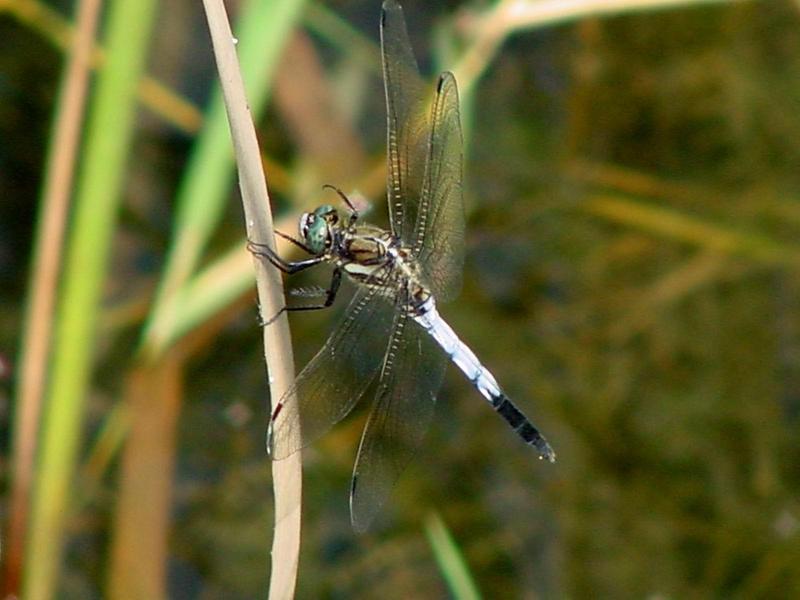 잠자리 - 밀잠자리(Orthetrum albistylum speciosum Uhler) 수컷; DISPLAY FULL IMAGE.