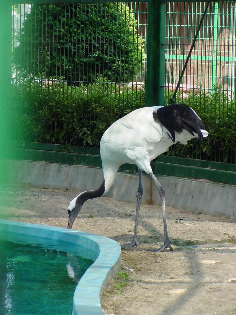 두루미 (Grus japonensis) - Red-crowned Crane; DISPLAY FULL IMAGE.