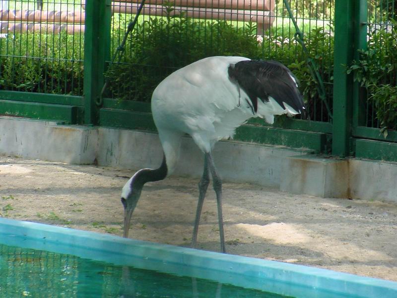 두루미 (Grus japonensis) - Red-crowned Crane; DISPLAY FULL IMAGE.