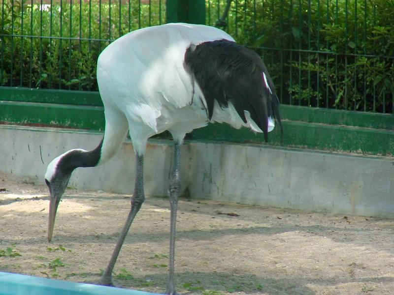두루미 (Grus japonensis) - Red-crowned Crane; DISPLAY FULL IMAGE.