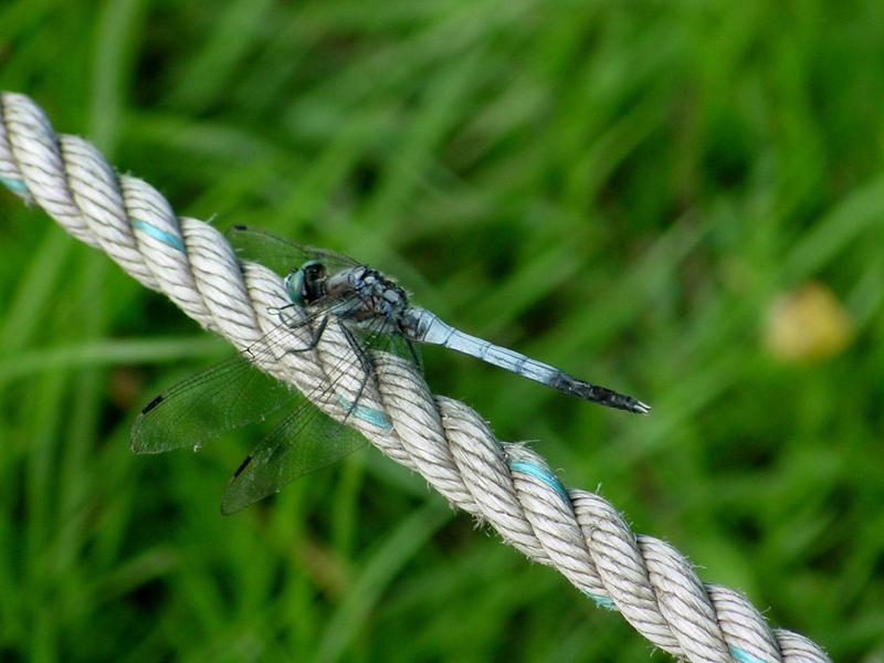 잠자리 - 밀잠자리(Orthetrum albistylum speciosum Uhler) 수컷; DISPLAY FULL IMAGE.