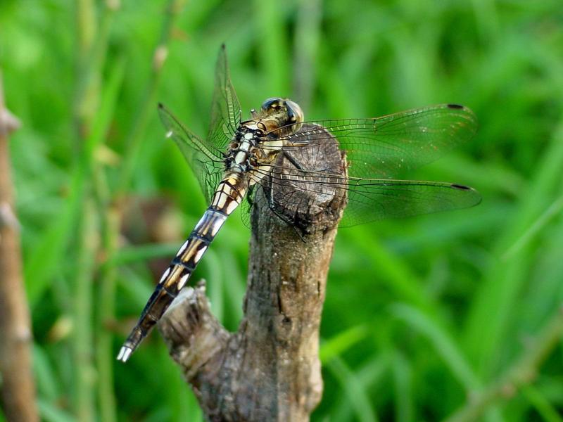 밀잠자리(Orthetrum albistylum speciosum Uhler) 암컷; DISPLAY FULL IMAGE.