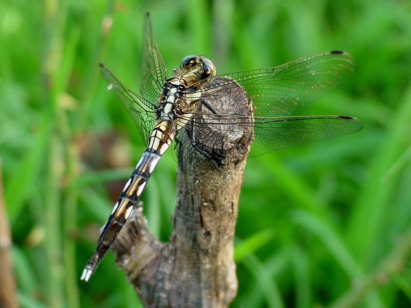 밀잠자리(Orthetrum albistylum speciosum Uhler) 암컷; DISPLAY FULL IMAGE.