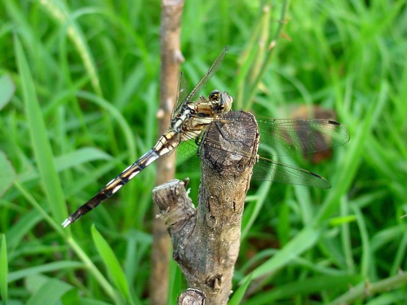 밀잠자리(Orthetrum albistylum speciosum Uhler) 암컷; DISPLAY FULL IMAGE.