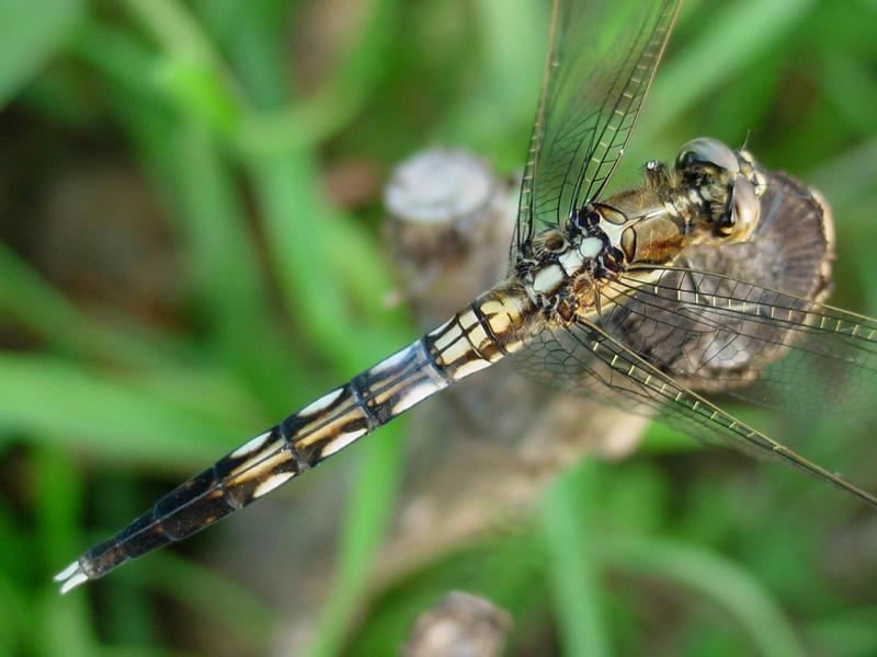 밀잠자리(Orthetrum albistylum speciosum Uhler) 암컷; DISPLAY FULL IMAGE.