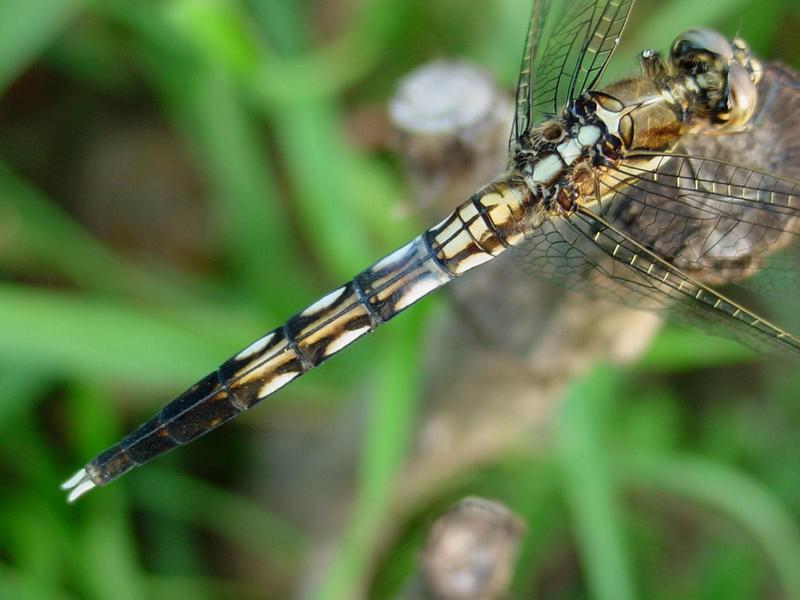 밀잠자리(Orthetrum albistylum speciosum Uhler) 암컷; DISPLAY FULL IMAGE.