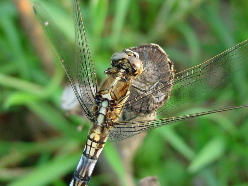 밀잠자리(Orthetrum albistylum speciosum Uhler) 암컷; DISPLAY FULL IMAGE.