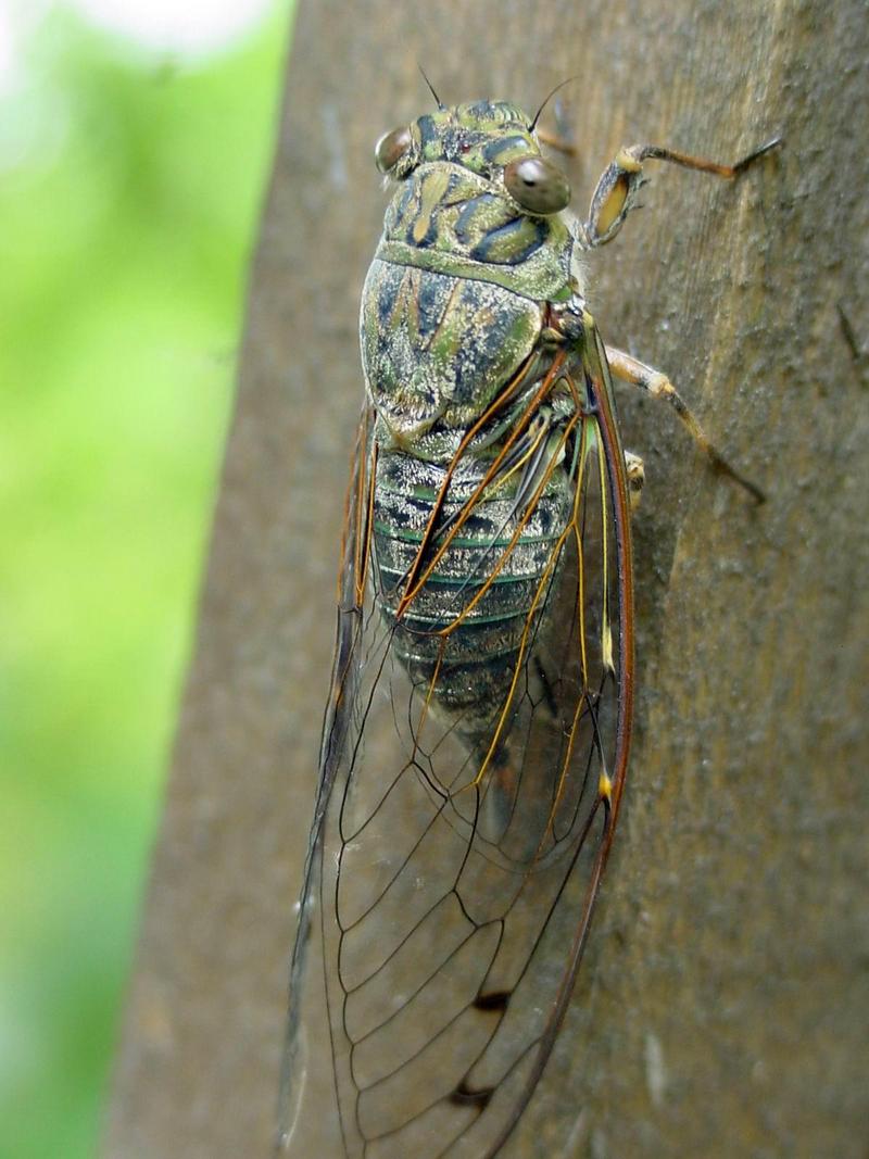 애매미 (Meimuna opalifera) 암컷; DISPLAY FULL IMAGE.