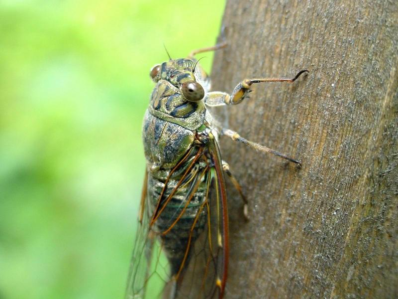 애매미 (Meimuna opalifera) 암컷; DISPLAY FULL IMAGE.