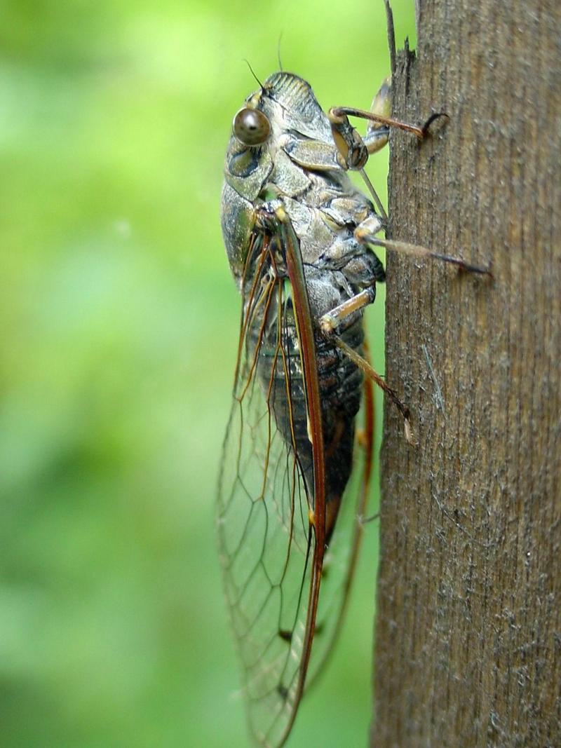 애매미 (Meimuna opalifera) 암컷; DISPLAY FULL IMAGE.