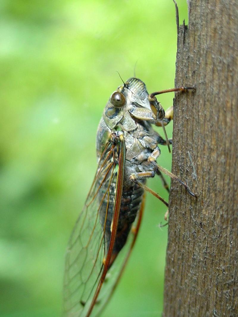 애매미 (Meimuna opalifera) 암컷; DISPLAY FULL IMAGE.