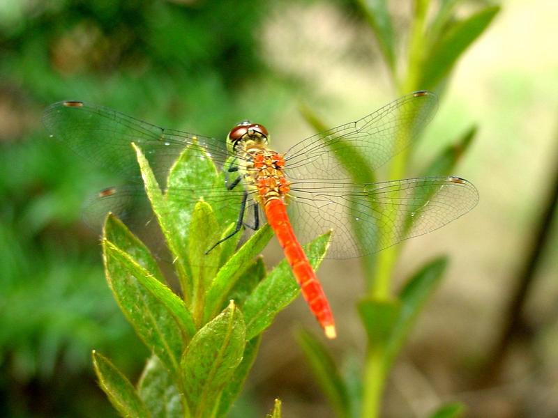 잠자리 - 여름좀잠자리(Sympetrum darwinianum) 수컷 {!--dragonfly-->; DISPLAY FULL IMAGE.