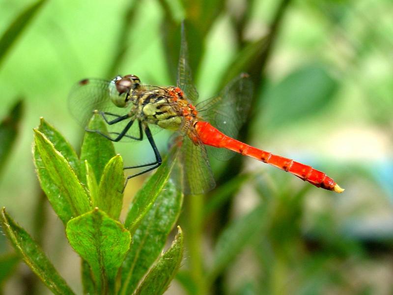 잠자리 - 여름좀잠자리(Sympetrum darwinianum) 수컷 {!--dragonfly-->; DISPLAY FULL IMAGE.