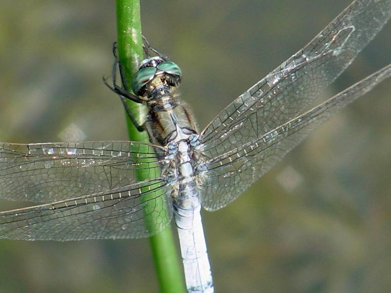 잠자리 --> 밀잠자리(수컷) Orthetrum albistylum speciosum (Skimmer); DISPLAY FULL IMAGE.