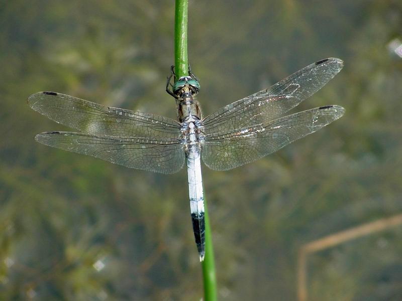 잠자리 --> 밀잠자리(수컷) Orthetrum albistylum speciosum (Skimmer); DISPLAY FULL IMAGE.