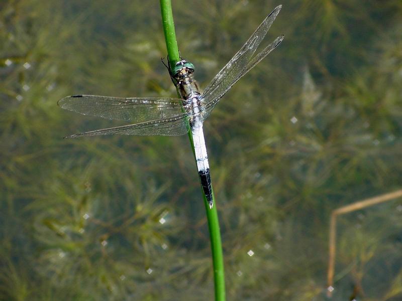 잠자리 --> 밀잠자리(수컷) Orthetrum albistylum speciosum (Skimmer); DISPLAY FULL IMAGE.