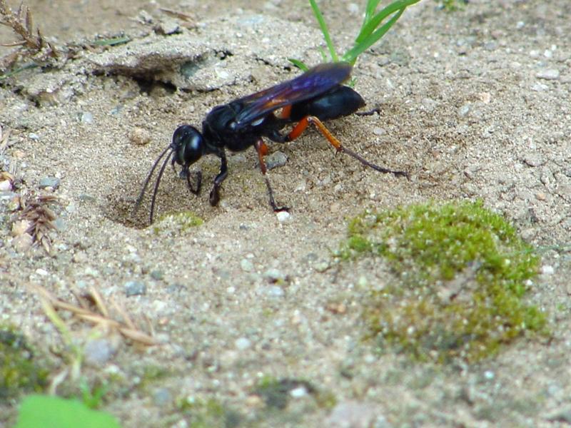 벌 종류의 땅굴 파기 -- 홍다리조롱박벌 Isodontia  harmandi (Sphecide Wasp); DISPLAY FULL IMAGE.
