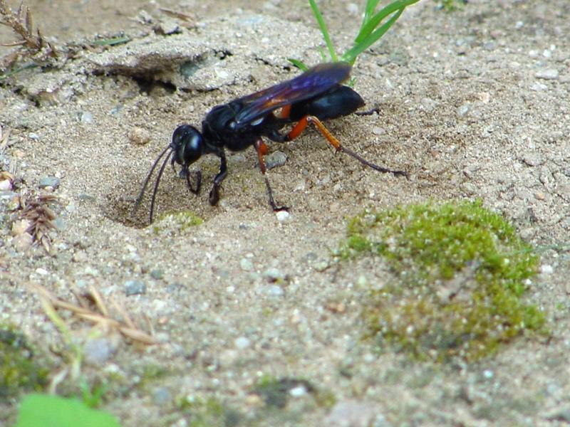 벌 종류의 땅굴 파기 -- 홍다리조롱박벌 Isodontia  harmandi (Sphecide Wasp); DISPLAY FULL IMAGE.