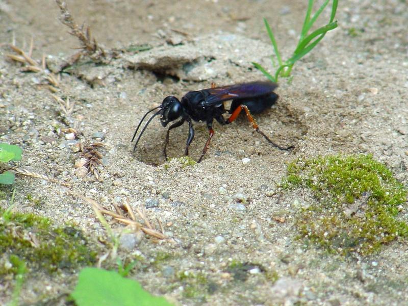 벌 종류의 땅굴 파기 -- 홍다리조롱박벌 Isodontia  harmandi (Sphecide Wasp); DISPLAY FULL IMAGE.