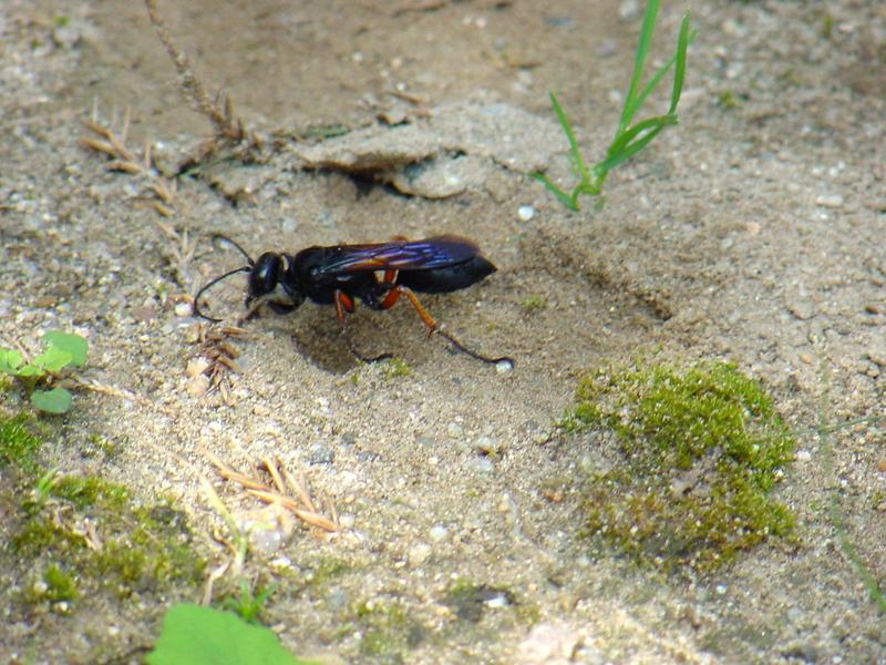 벌 종류의 땅굴 파기 -- 홍다리조롱박벌 Isodontia  harmandi (Sphecide Wasp); DISPLAY FULL IMAGE.