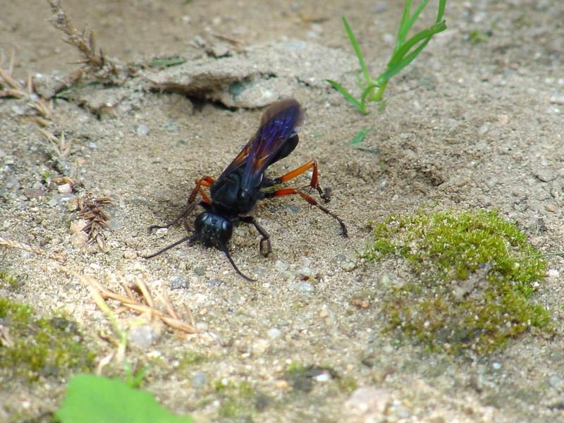 벌 종류의 땅굴 파기 -- 홍다리조롱박벌 Isodontia  harmandi (Sphecide Wasp); DISPLAY FULL IMAGE.